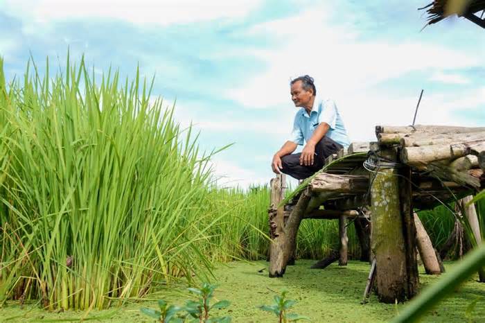 Nơi bảo tồn 40 giống lúa mùa quý hiếm, có giống gần như thất truyền