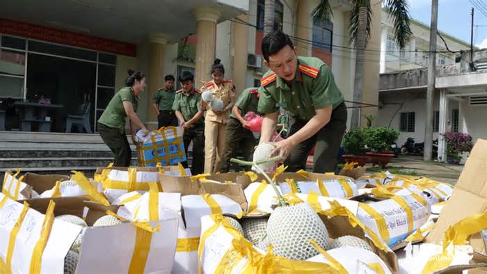 Bị chuột cắn phá, tuổi trẻ Kiên Giang kịp thời hỗ trợ đầu ra 1 tấn dưa lưới cho bà con