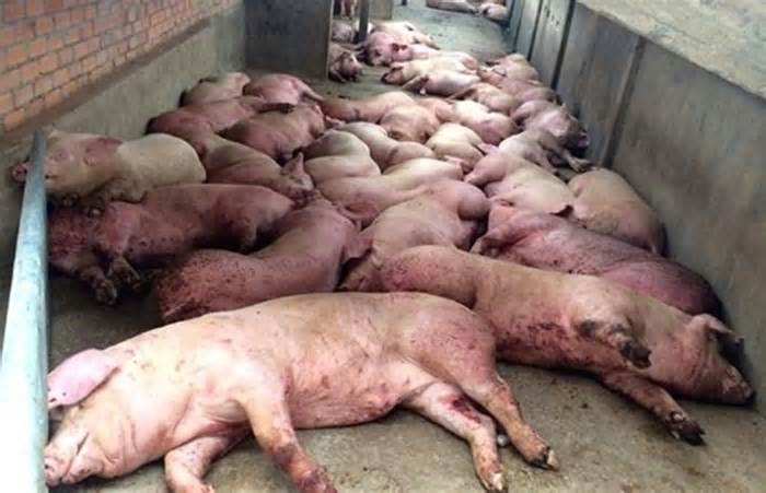 Chăn nuôi miền núi phải tiêu huỷ hàng chục tấn thịt vì dịch tả lợn châu Phi