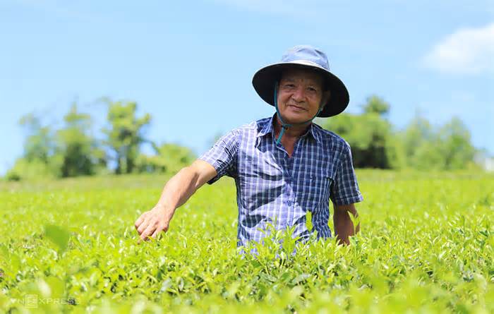 Từ tay trắng đến 'vua chè' đất Anh Sơn