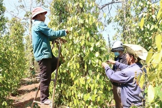 Giá tiêu hôm nay 14.8: Thị trường Indonesia không ngừng biến động