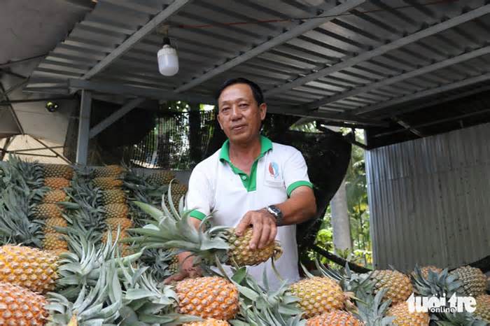 Mô hình 3 tầng khóm - cau - dừa giúp nông dân Kiên Giang ‘sống khỏe’
