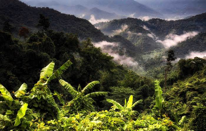 Hợp tác phát triển, bảo tồn rừng nguyên sinh Trung Trường Sơn