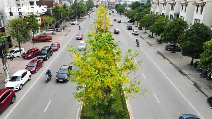 Hoa muồng hoàng yến nhuộm vàng cung đường ‘triệu đô’ ở thành phố Hà Tĩnh