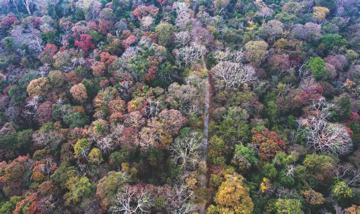 Vườn quốc gia Cát Tiên nhận danh hiệu Danh lục xanh