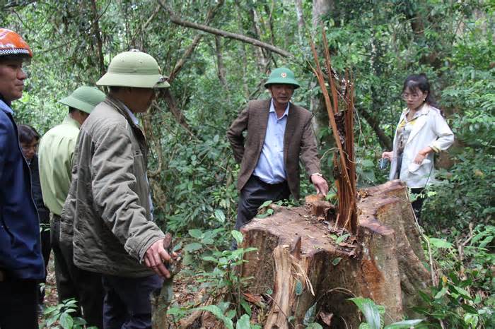 Giảm số vụ phá rừng nơi có trữ lượng gỗ lớn ở Tây Nguyên