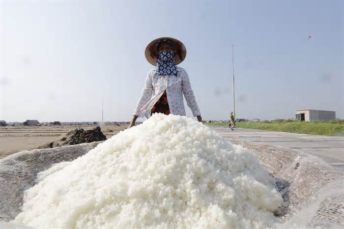 Diêm dân Nam Định cần mẫn thu hoạch muối giữa cái nắng gay gắt