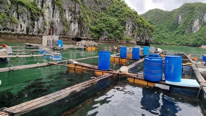 Hải Phòng gia hạn chót tháo dỡ cơ sở nuôi trồng thủy sản ở Cát Bà