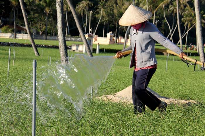 Đề xuất chi 250 tỉ đồng gom nước mưa tưới cho 'vàng trắng' ở Lý Sơn