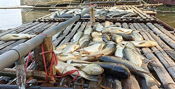 Cá chết bất thường trên sông Mã, người dân lo lắng