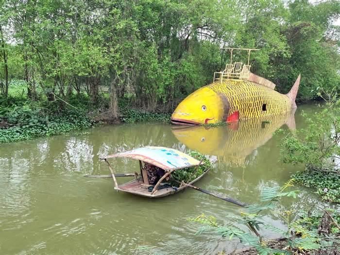 Xuất hiện cá chép 'khủng' trên sông Hoàng Long trước thềm Giáng sinh