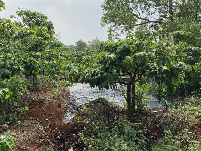 Gia Lai: Xử phạt chủ trại nuôi heo, yêu cầu dời ra khỏi khu dân cư