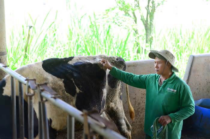 Trễ hẹn đền bù thiệt hại cho người nuôi bò sữa ở Lâm Đồng