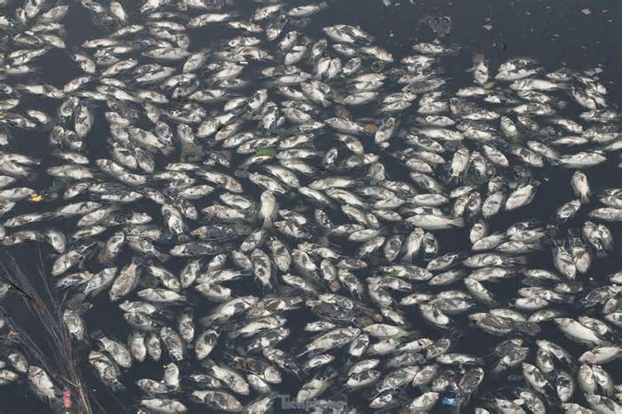 Lộ nguyên nhân hàng tấn cá chết trắng hào thành cổ Vinh