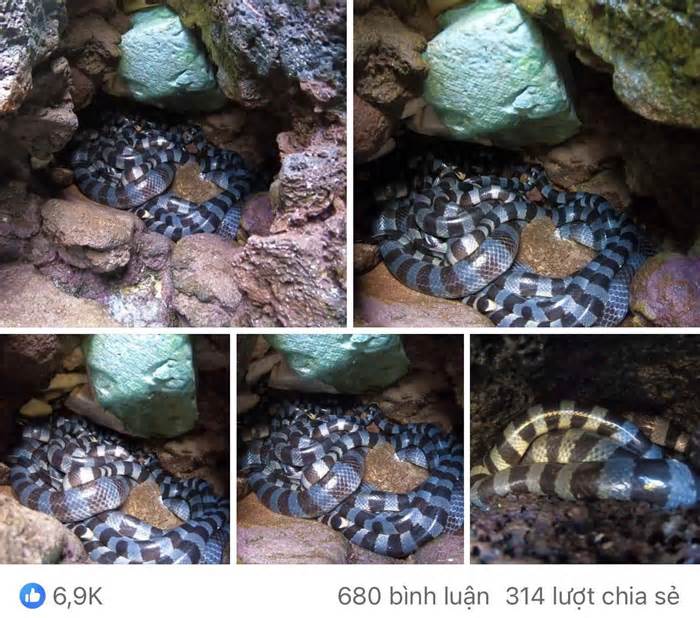 Thực hư về hình ảnh ổ rắn biển cực độc ở Hòn Đen, huyện đảo Phú Quý