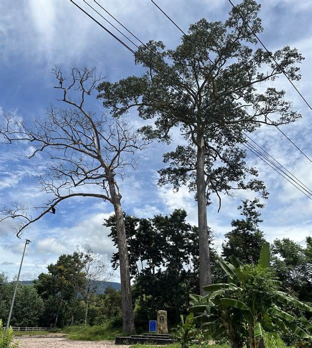 Một cây di sản 300 tuổi ở Khánh Hòa chết chưa rõ nguyên nhân