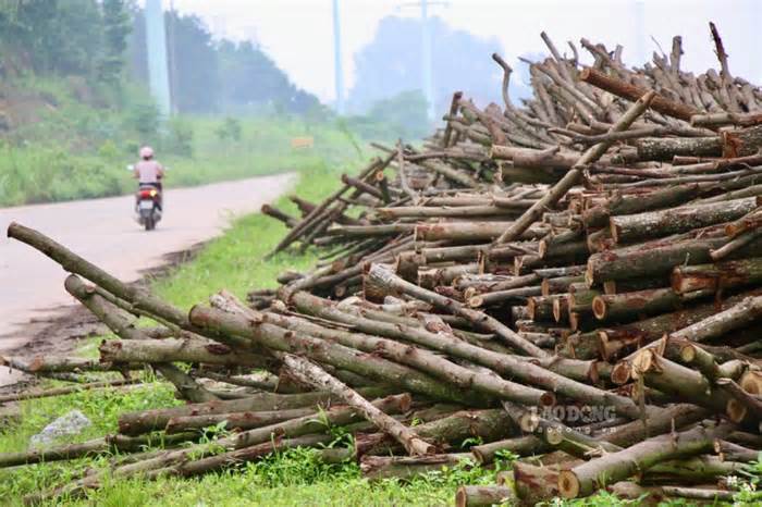 Đường nghìn tỉ lụt tiến độ ở Thái Nguyên thành bãi tập kết gỗ trái phép
