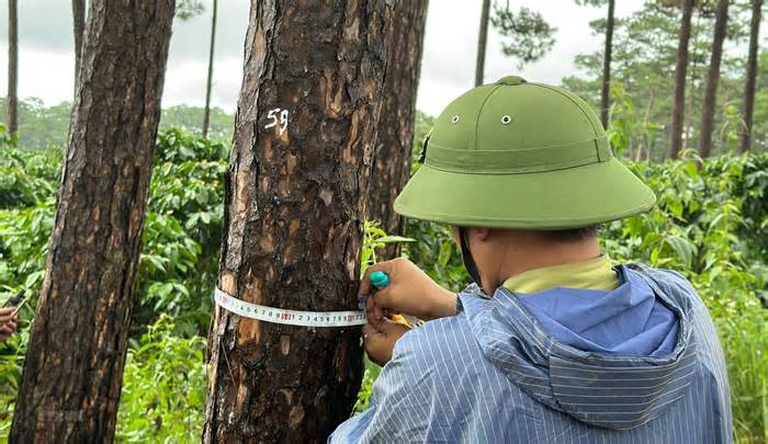 Lâm Đồng: Liên tục xảy ra các vụ đầu độc, cưa hạ rừng thông trái phép