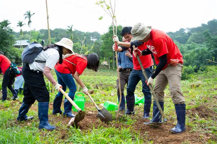 Trồng 200 cây phong linh ở Vườn Quốc gia Ba Vì