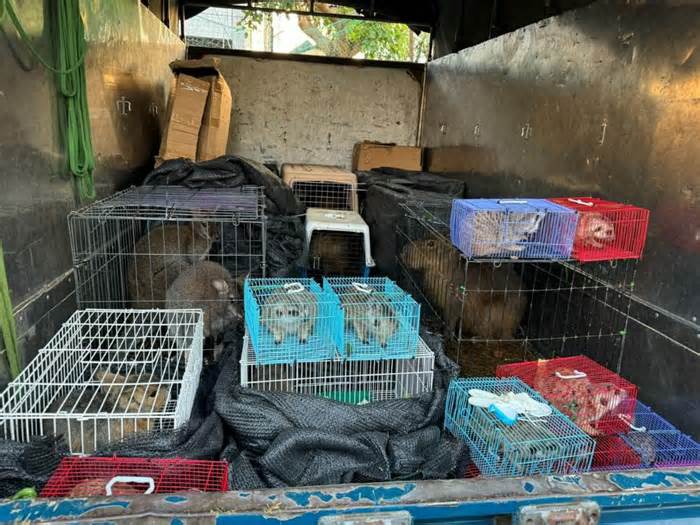 Bắt xe chở động vật hoang dã, có 6 cá thể chuột túi tại Quảng Ninh