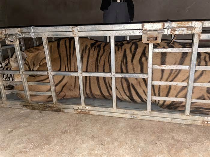 Bắt hai người chở con hổ đang mê man nặng gần 240kg