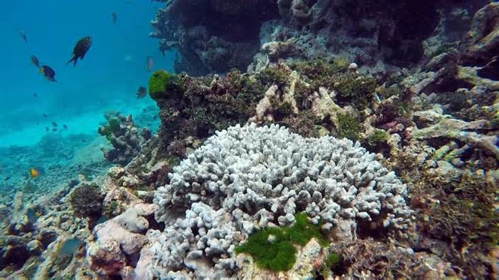 Nước biển 'sôi lên' tẩy trắng rạn san hô ở Thái Lan
