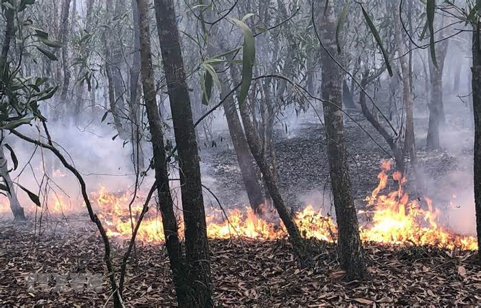Kịp thời dập tắt vụ cháy rừng keo trồng tại Quảng Ngãi