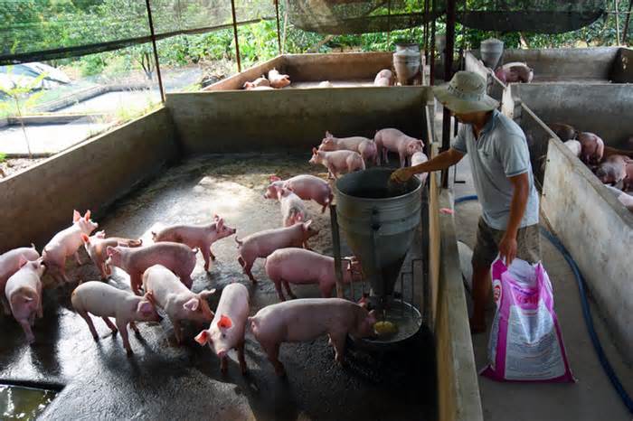 10.000 cơ sở chăn nuôi ở Đồng Nai sẽ bị kiểm tra về môi trường