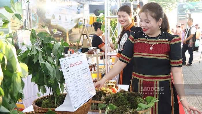 Đà Nẵng đưa sâm Ngọc Linh xuống phố tiếp cận du khách