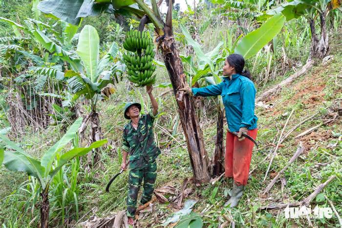 Vườn chuối biên phòng tặng dân bản biên giới