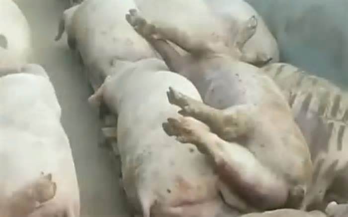 Tiết kiệm điện, chủ trang trại khiến 5.000 con lợn chết oan vì nắng nóng