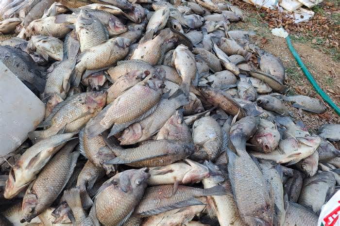 Sơn La thông tin việc hàng tấn cá bị chết