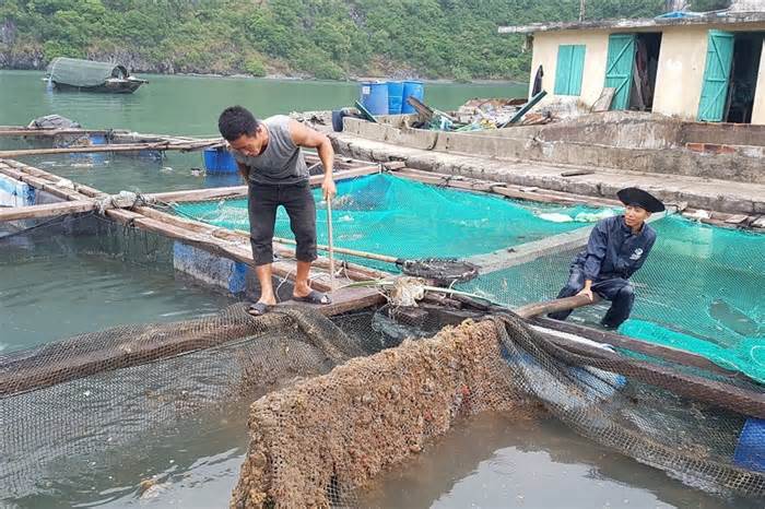 Hải Phòng phê bình Chủ tịch huyện Cát Hải chậm triển khai đề án nuôi trồng thủy sản