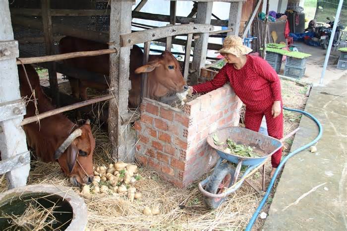 Nông dân đổ củ đậu cho bò vì giá chạm đáy