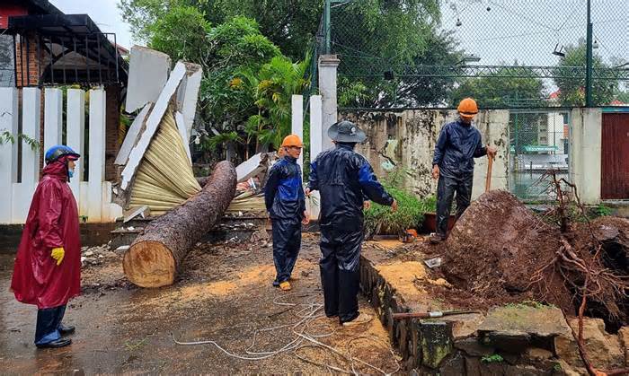 Cổ thụ đổ làm sập quán cà phê