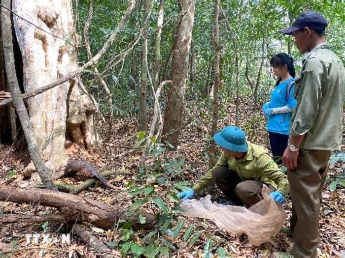 Loại bỏ bẫy dây - mối đe dọa lớn đối với động vật hoang dã