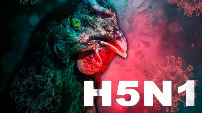 Các chuyên gia cảnh báo cúm gia cầm H5N1 có thể lây lan, khó phát hiện ở Hoa Kỳ