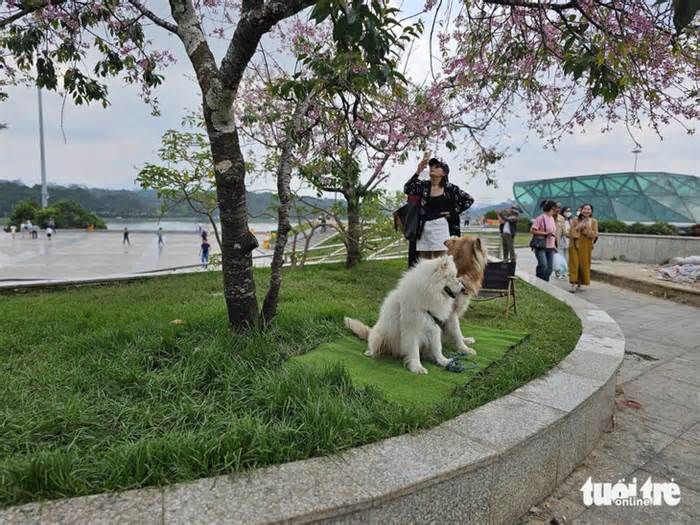 Phạt tiền 3 thanh niên dắt chó chiếm gốc mai anh đào Đà Lạt thu tiền chụp ảnh