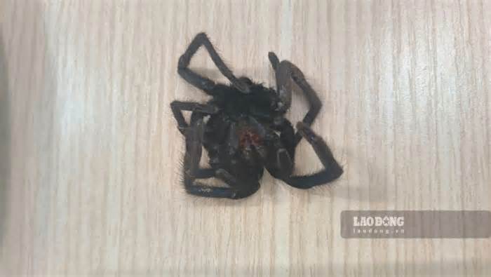 Đi rẫy, người đàn ông ở Phú Quốc bị nhện khủng cắn phải nhập viện