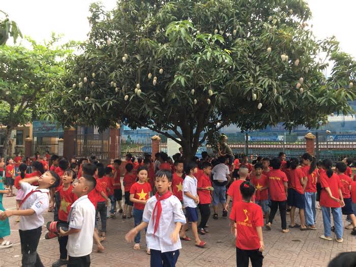Nhà trường hái cả nghìn trái xoài trên sân tặng học sinh trong ngày tổng kết