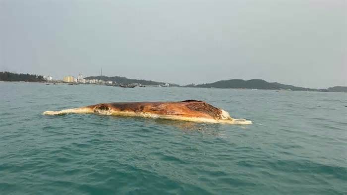 Quảng Ninh: Xác cá voi 10 tấn trôi dạt vào vùng biển Cô Tô