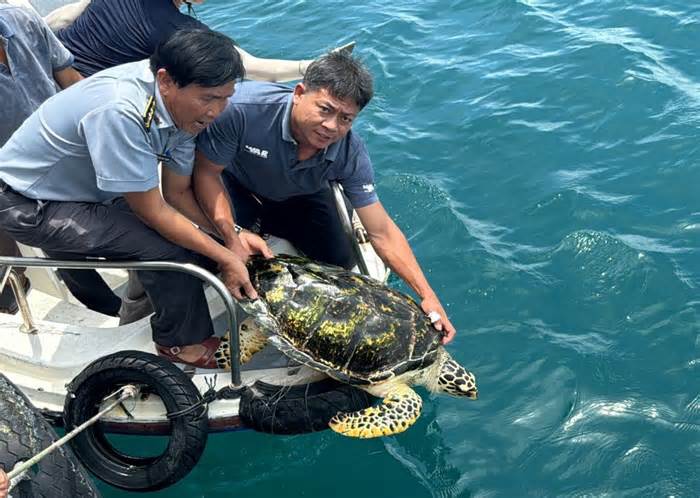 3 cá thể rùa biển cỡ lớn do người dân giao nộp được thả về biển Phan Thiết