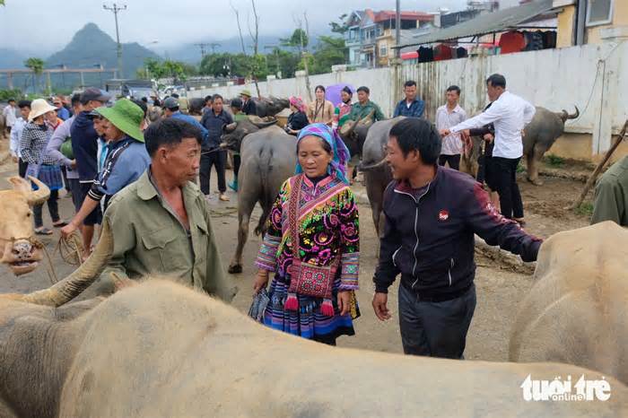 Cận cảnh chợ trâu Bắc Hà: 'Sàn giao dịch trâu bò’ lớn nhất Tây Bắc