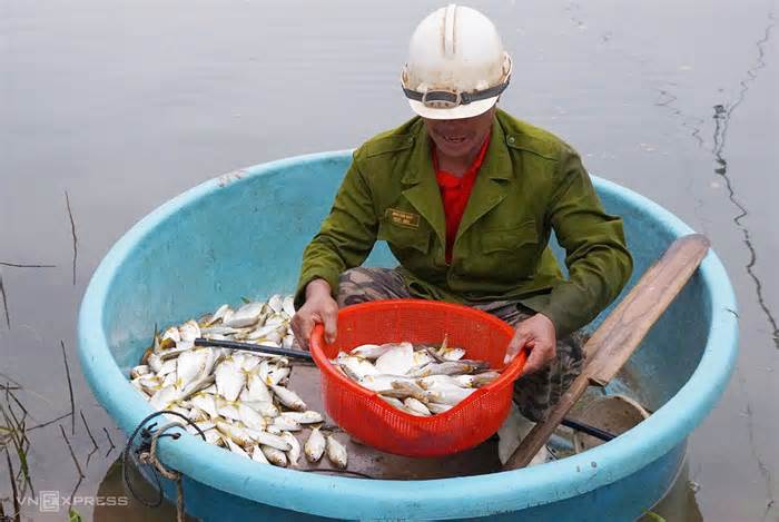 Bắt cá mòi dưới đập thủy lợi Rào Nan