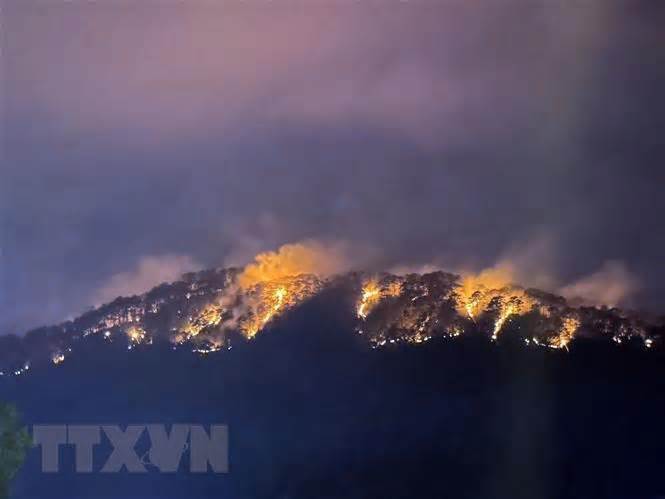 Đà Lạt: 10ha rừng thông bị ảnh hưởng sau vụ cháy trên đèo Prenn