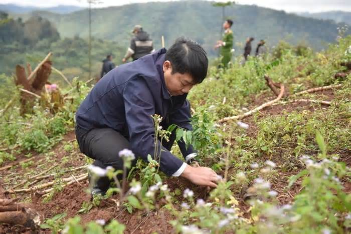 Quảng Bình sẽ có thêm 50.000 cây gỗ lim, sưa đỏ ngăn chặn sạt lở