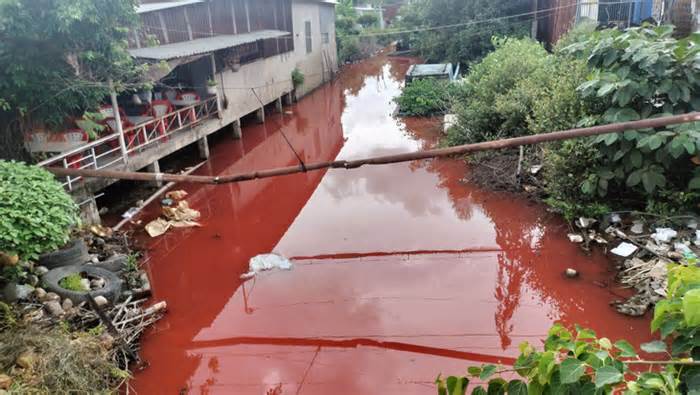 Nước kênh ở Cà Mau bất ngờ chuyển sang màu đỏ