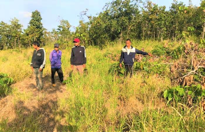 Khởi tố kẻ chủ mưu cùng nhóm phá 20.000m2 rừng ở Đắk Lắk