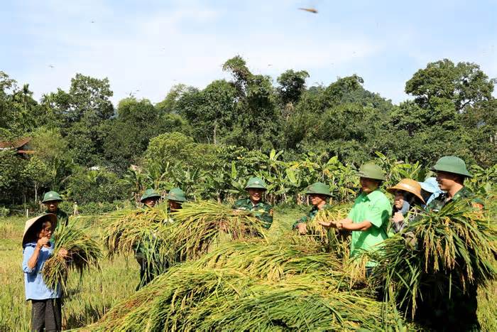 Bộ đội xuống đồng giúp dân gặt lúa 'chạy' bão