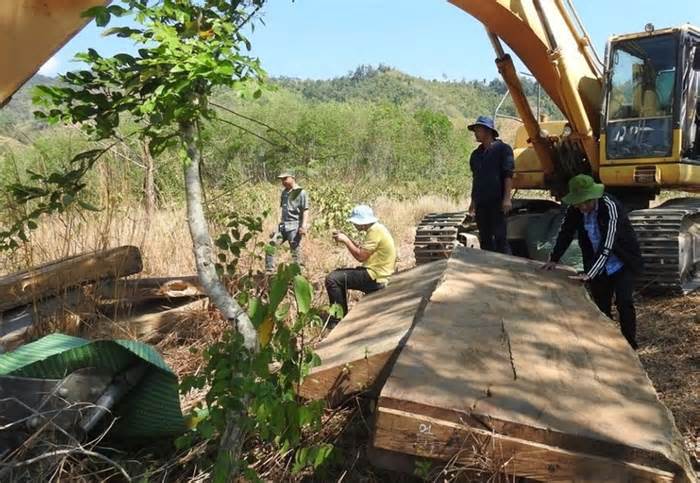 Kon Tum: Điều tra vụ giấu gỗ tại bãi cát phát hiện vụ phá rừng
